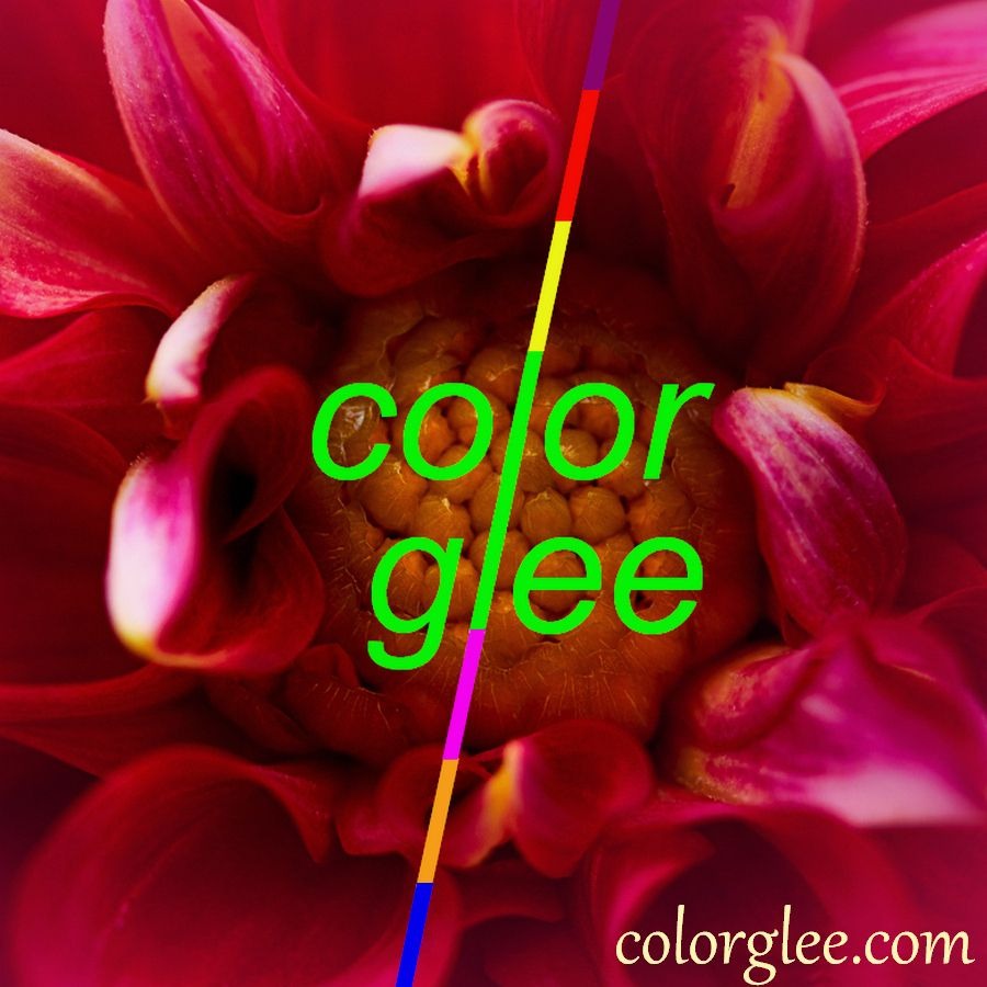 Kallie Juliet Cherry Blossom Flower Mini Brooch Pin White and Gold Gift Packaged