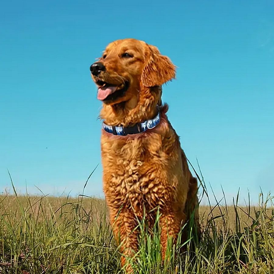 Serene Mountain Quick Release D Ring Dog Collar Small Blue on Blue Gift Packaged